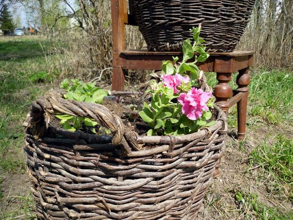 Вторая корзинка с петуниями