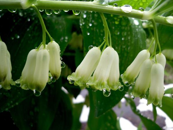 Капли дождя на цветках купены