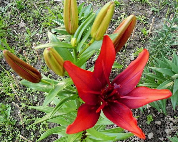Цветок лилии азиатской Ред Твин (Lilium asiatic Red Twin)