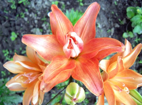 Цветы лилии азиатской Строберри Ванилла (Lilium asiatic double Strawberry Vanilla)