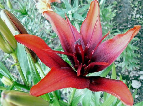 Лилия азиатская Ред Твин (Lilium asiatic Red Twin)