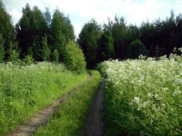 Сныть вдоль дороги