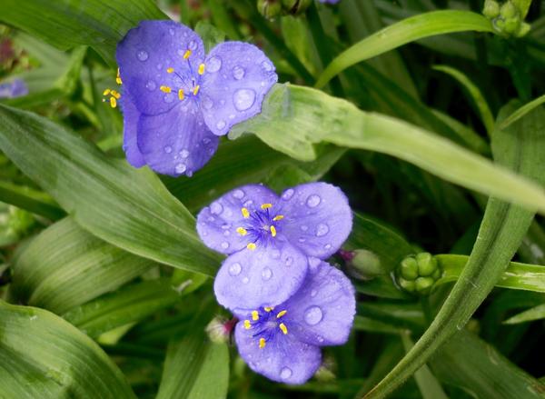 Традесканция синяя