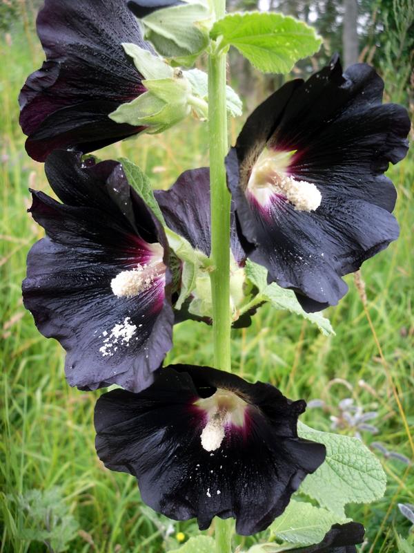 Мальва - фотографии от участника клуба 7dach.ru