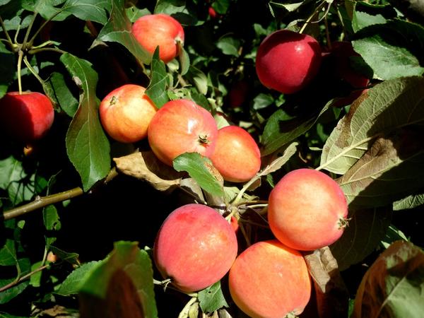 Яблочки красные