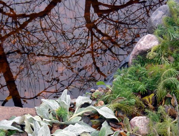 Берег осеннего водоема