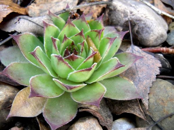 Молодило - &amp;quot;каменная роза&amp;quot;