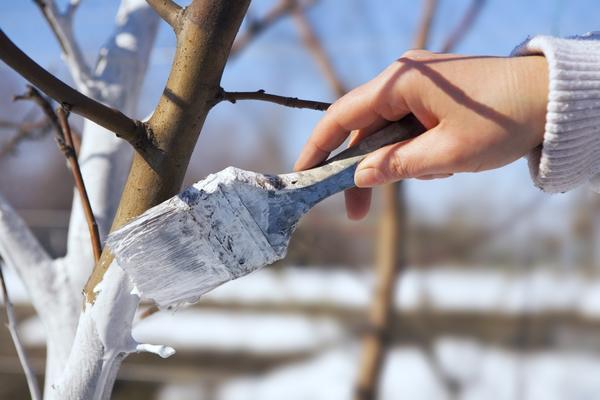 Сезонные работы в саду и огороде: четвертая неделя ноября () Сезонные работы в саду и огороде: четвертая неделя ноября