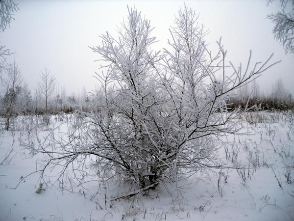 Куст в инее