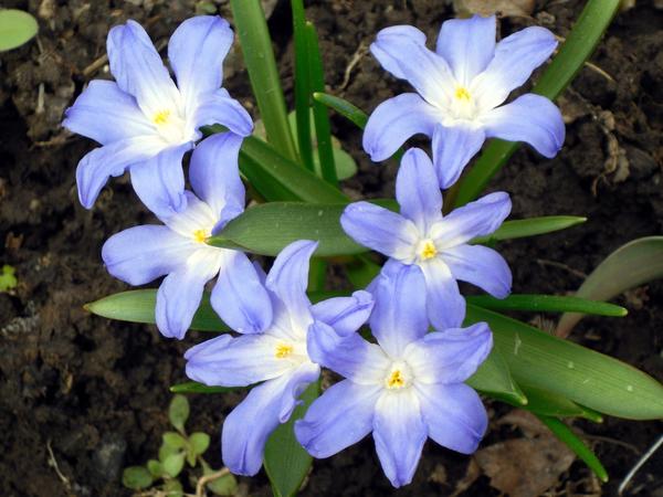 Хионодокса