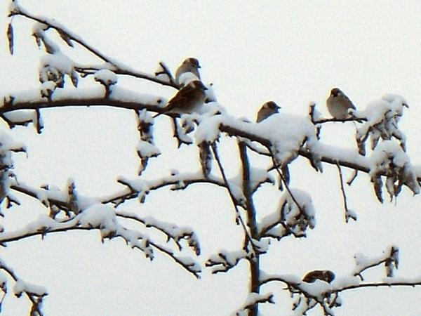 Воробьи на дереве