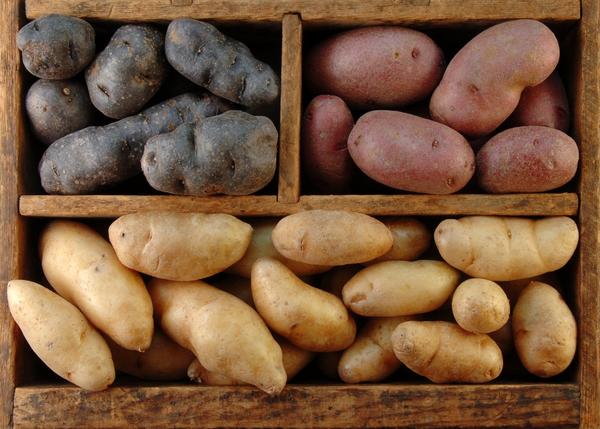 Хранение картофеля: 5 распространенных ошибок