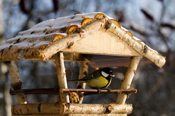 Птицы Подмосковья гибнут по причине аномального снегопада - фото 15