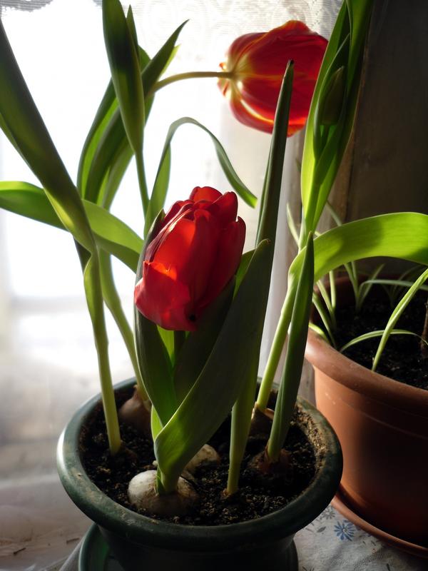 Тюльпаны к Рождеству