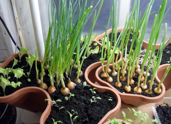 Выращивание чеснока в домашних условиях и в саду