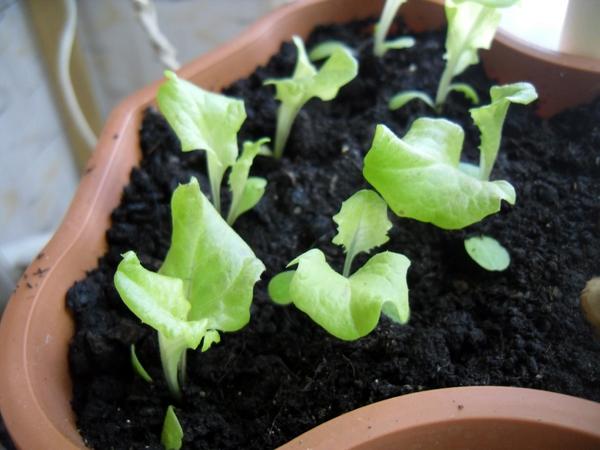 Молоденькие растения салата