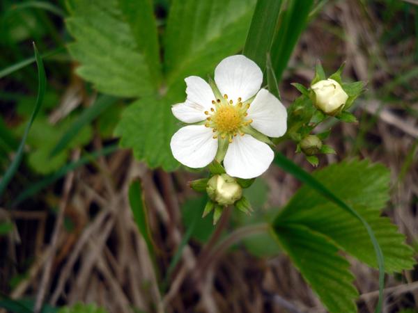 Цветет земляника