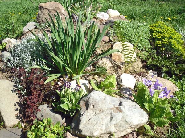 Лук-слизун в рокарии