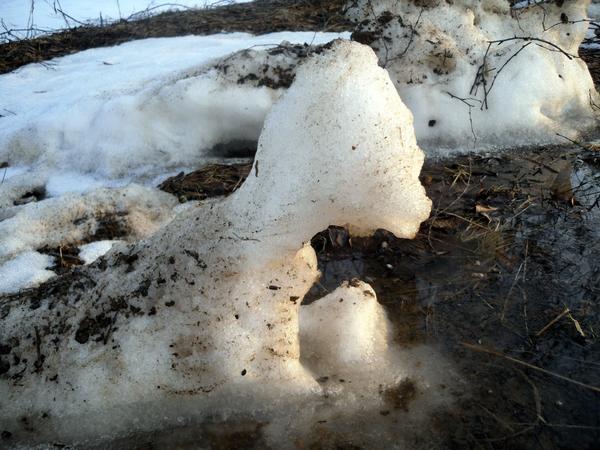 Снежный зверь на водопое