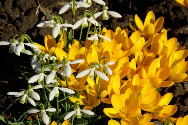 10 самых ранних цветов для вашего сада