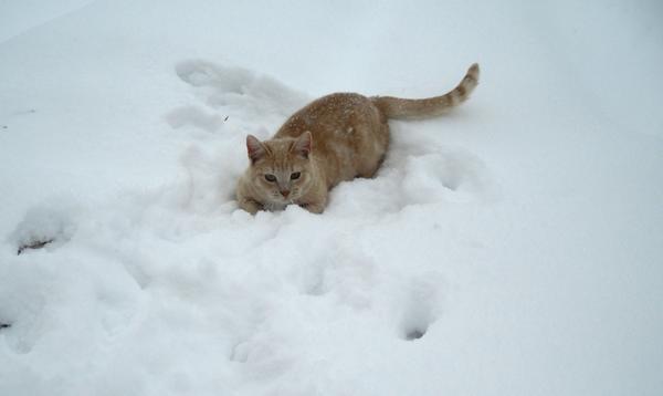 Коту снег в радость