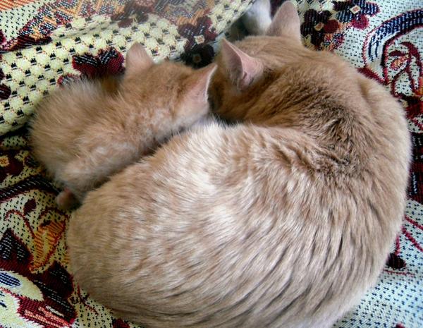 Два брата-кота