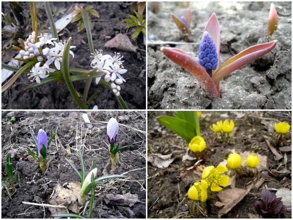 Первоцветы