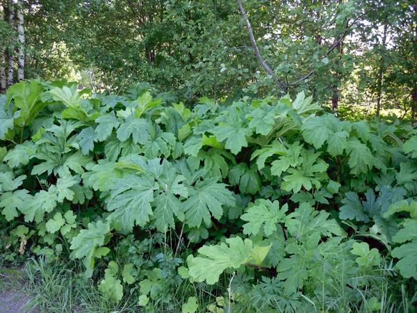 Борщевик Сосновского - сорняк, устойчивый даже к гербицидам