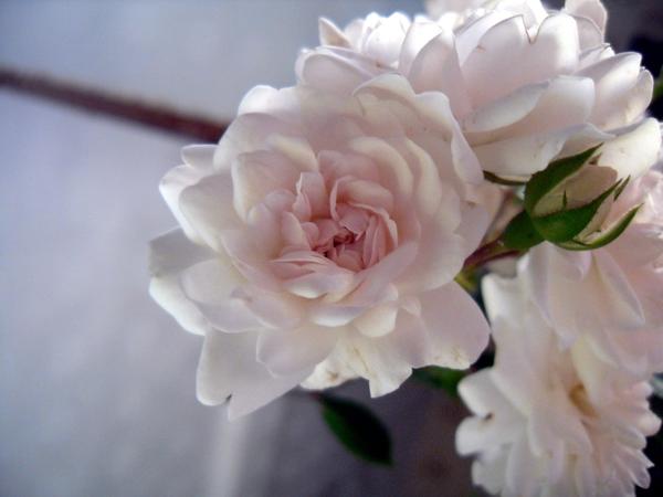 Розы - дикие, но симпатичные))