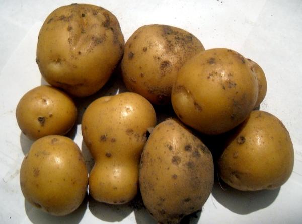 Секреты правильного полива картофеля