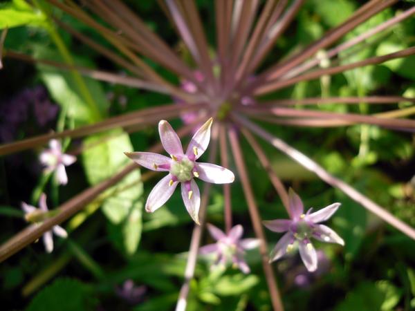 Allium Schuberty