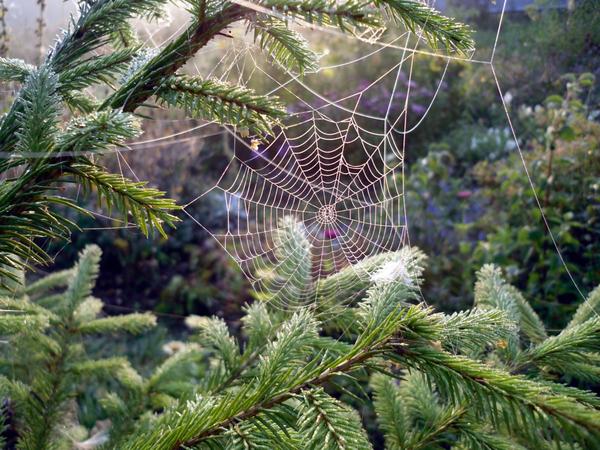 Осенняя паутинка