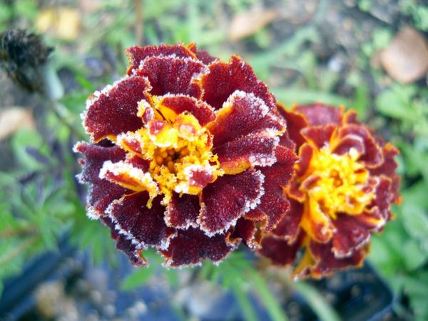 Мороз пришел нежданно