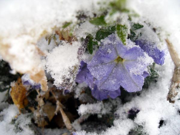 Петунии под снегом