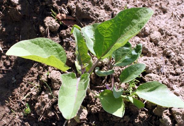 Если правильно подобрать сорта, то баклажан не только на Юге может расти без укрытий