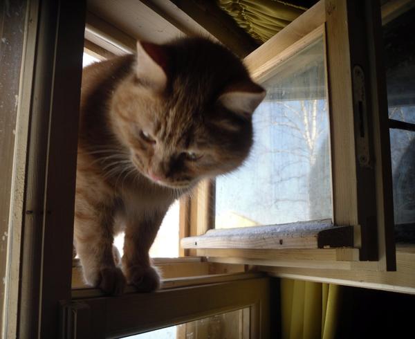 Рыжик пришел домой :)