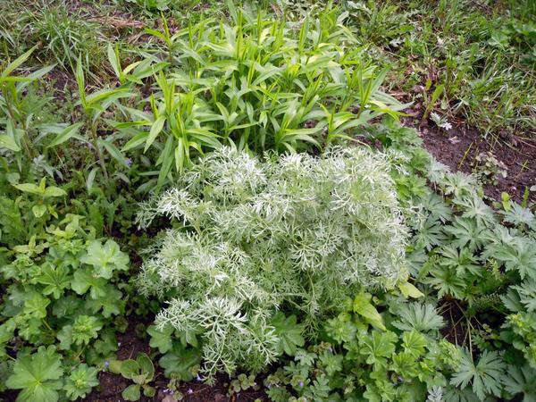 Фрагмент цветника из дикоросов