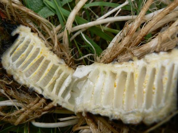 Корневище цикуты. Фото с сайта www.biolib.cz