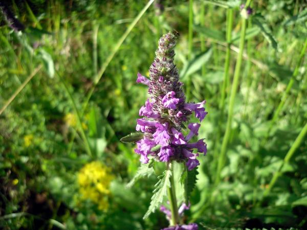 Буквица лекарственная