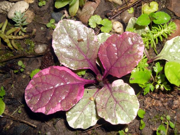 Еще одна живучка