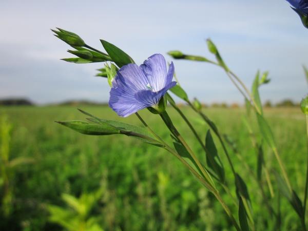 Пришла пора уборки льна