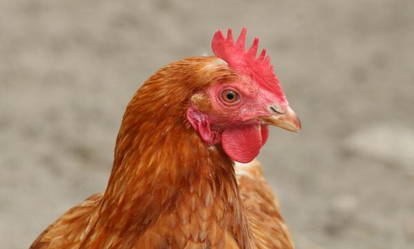 Курицы могут предсказать погоду