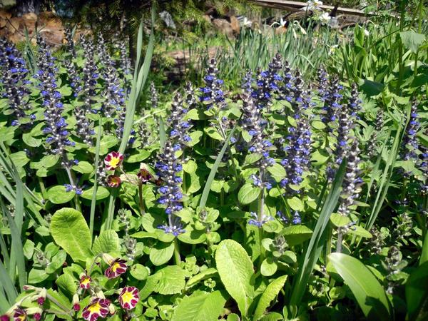 Живучка ползучая и примула