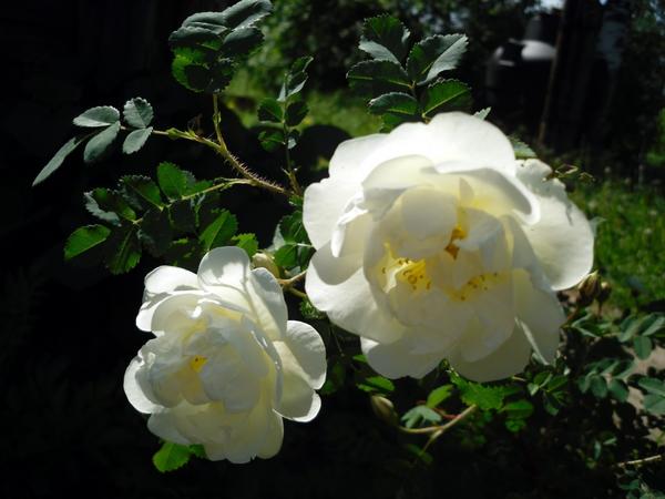 Белый шиповник