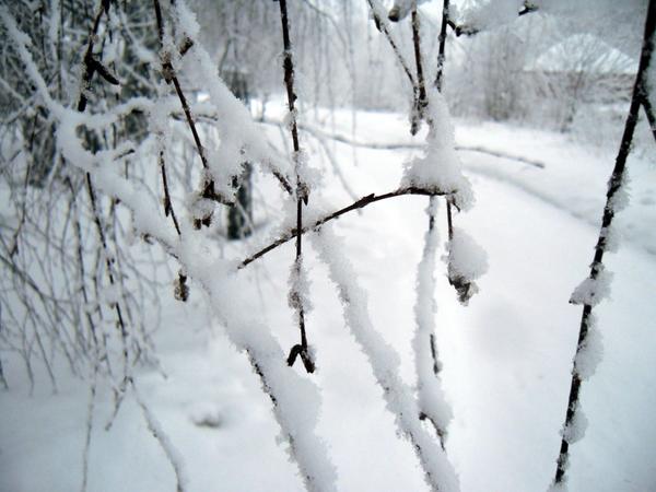 Снег на ветвях березы