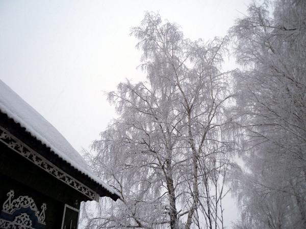 Заснеженная береза