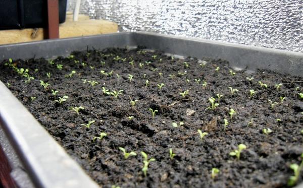 Маленькие петуньки