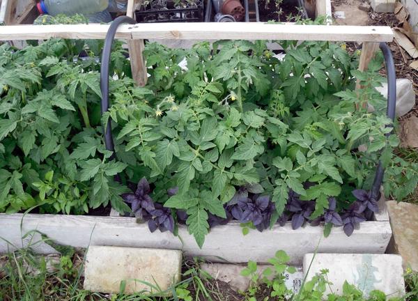 Парничок с томатами и базиликом