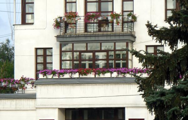 Балконы ярославской мэрии тоже украшены петуниями