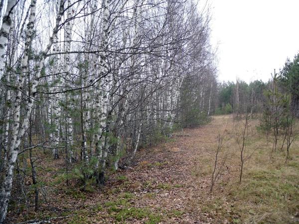 Березовая опушка